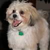 We breed in accordance to akc breed standards for conformation and temperament. 1