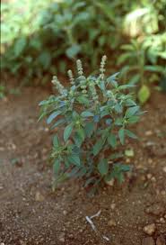 Image result for Ocimum americanum