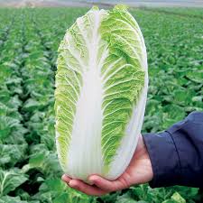 Think of fermentation alone – the sauerkraut of germany, kimchee of korea, or curdito alongside the pupusas of el sa. Emiko Hybrid Organic Chinese Cabbage Seeds Park Seed