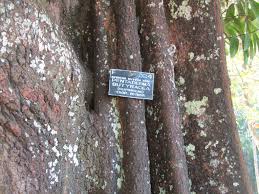 Image result for Pentadesma