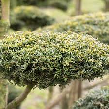 Chrysantheme bambus chinesische malerei blatt, bambusblätter und chrysanthemen, gelbe. Taxus Baccata Dovastonii Aurea Gelbe Adlerschwingen Eibe