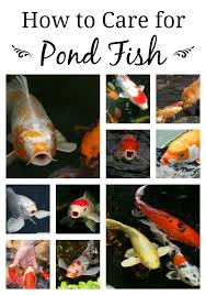 Koi Fish Care And Health In A Pond Ecosystem Aquascape Ponds Backyard Koi Fish Pond Pond Plants