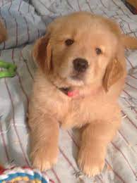 Golden Retrievers Puppies For Sale Orland Park Il Gallery Retriever Puppy Golden Retriever Dogs Golden Retriever