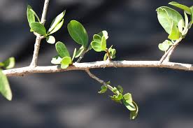 Image result for Hippocratea africana