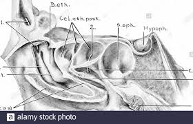 Development And Anatomy Of The Nasal Accessory Sinuses In Man Observations Based On Two Hundred And Ninety Lateral Nasal Walls Showing The Various Stages And Types Of Development Of The Accessory Sinus