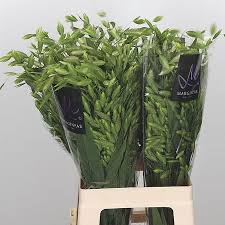 Image result for Chloris roxburghiana