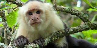 10 mejores atracciones en parque nacional manuel antonio, provincia de puntarenas: Manuel Antonio National Park Costa Rica