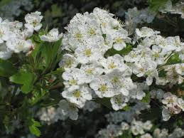 Enjoy the summer with blooming perennials! Hawthorn Crataegus Monogyna Ireland S Wildlife