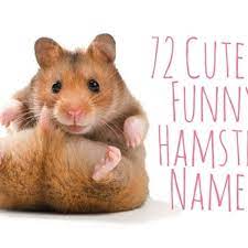 This is a meme that originated from an msn messenger chat. 72 Cute And Funny Hamster Names For Males And Females Pethelpful