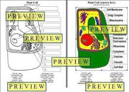 Plant cell coloring questions answer key. Cells 1 Plant Cell Coloring Worksheet With Questions Answer Key Color Worksheets Plant Cell Science Activities