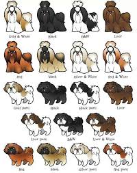 Great Color And Pattern Chart For Shih Tzu Shih Tzu Dog