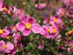 Japan Herbst Anemone Splendens Anemone Hupehensis Splendens Halbschatten Schatten Spate Lange Blute Stauden Schattenstauden Anemone