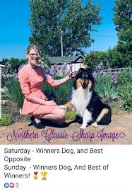 Border collie · burnsville, mn. Northern Classic Collies