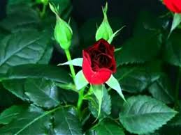 Happy Birthday Red Roses Style Youtube Happy birthday wishes with red rose image. happy birthday red roses style