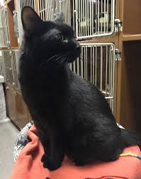 Check out all the cats available for adoption online. Seattle Animal Shelter Offers Free Black Cat Adoption This Black Friday Bored Panda