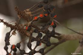 Image result for Erythrina abyssinica × lysistemon