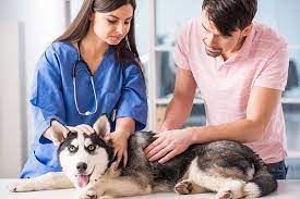 Henry jones has years of experience treating serious conditions and offering regular pet wellness care. Pet Health Care Companion Veterinary Clinic