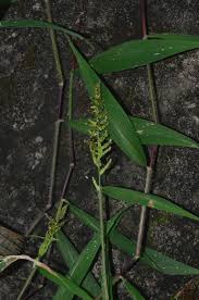 Image result for Setaria poiretiana