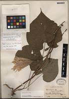 Image result for Ipomoea turbinata