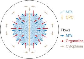 Check spelling or type a new query. Co Movement Of Astral Microtubules Organelles And F Actin By Dynein And Actomyosin Forces In Frog Egg Cytoplasm Elife