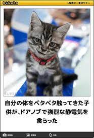 画像 猫bokete ボケて 秀逸ボケ naver まとめ funny cats cat people funny cute