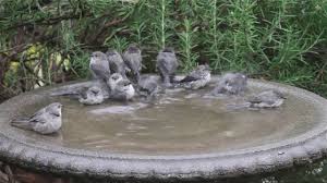 #birdsbath #singingbirds #backyardbirding #cutebirdssplish, splash in water, bathing is a lot more fun for birds :) as study has proven : Bushtits Flashmob The Birdbath Remastered Youtube