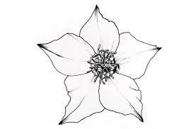 Draw curves which connect the lines to form petals for the flower. How To Draw Any Flower With Pen Ink Ran Art Blog