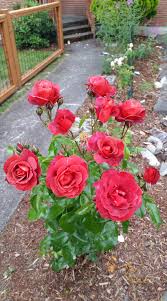 Pope john paul, hybrid tea. Hot Cocoa Hybrid Floribunda Rose Gardening