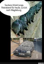 pin auf gedons