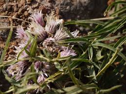 Image result for Lepidagathis lanatoglabra