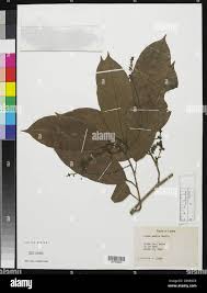 Image result for Coula edulis