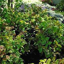 It has an acid flavor but it is rather nice raw. Mahonia Repens Creeping Oregon Grape High Country Gardens
