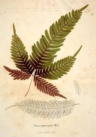 Image result for Pteris auquieri