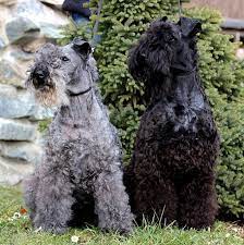 Wij hebben pups van onze teef kordes ofelia rose en de reutje bardo's gustav. Kerry Blue Terrier Wikiwand