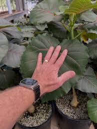 Image result for Justicia petiolaris