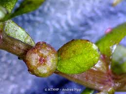 Image result for Elatinaceae