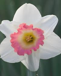 Narcissus Pink Charm For Sale Buy Narcissus Pink Charm Daffodils Narcissus Planting Bulbs