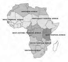 Image result for Tristachya lualabaensis