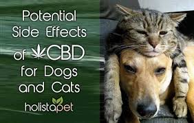 Cbd could offer many benefits as well as relief for cats. Potential Side Effects Of Cbd For Dogs And Cats Read Before Using