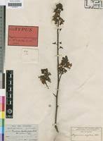 Image result for Mezoneuron angolense