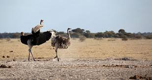 A Male And Female Ostrich Nxai Pan National Park Botswana Botswana Travel Guide Http Www Safaribooki Botswana Travel Botswana Safari National Parks