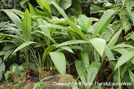 Image result for Curculigo