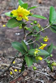 Image result for Ochna natalitia