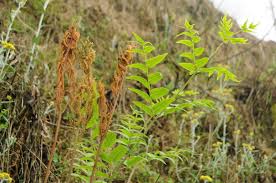 Image result for Osmundaceae