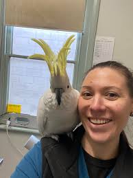 Is this a banded wild bird in Los Angeles?