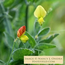 Image result for Lathyrus