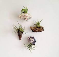51 Most Amazing Air Plant Display Ideas Air Plant Display Plant Display Ideas Air Plants Decor