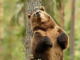 Usage note on bear synonym discussion of bear. When Is Meet The Bears On Tv Discover Wildlife