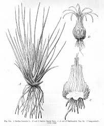 Image result for Isoetaceae