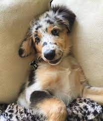 Other ads by breed australian shepherd about breed: 17 Reasons Australian Shepherds Are The Worst Possible Breed Of Dog You Could Adopt